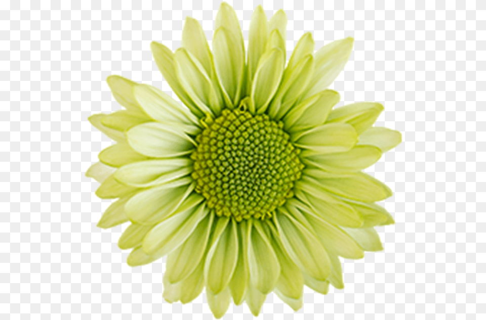 Click To Enlarge Green Daisy Ural Daisy Flowers Green Clipart, Flower, Petal, Plant, Dahlia Free Png Download