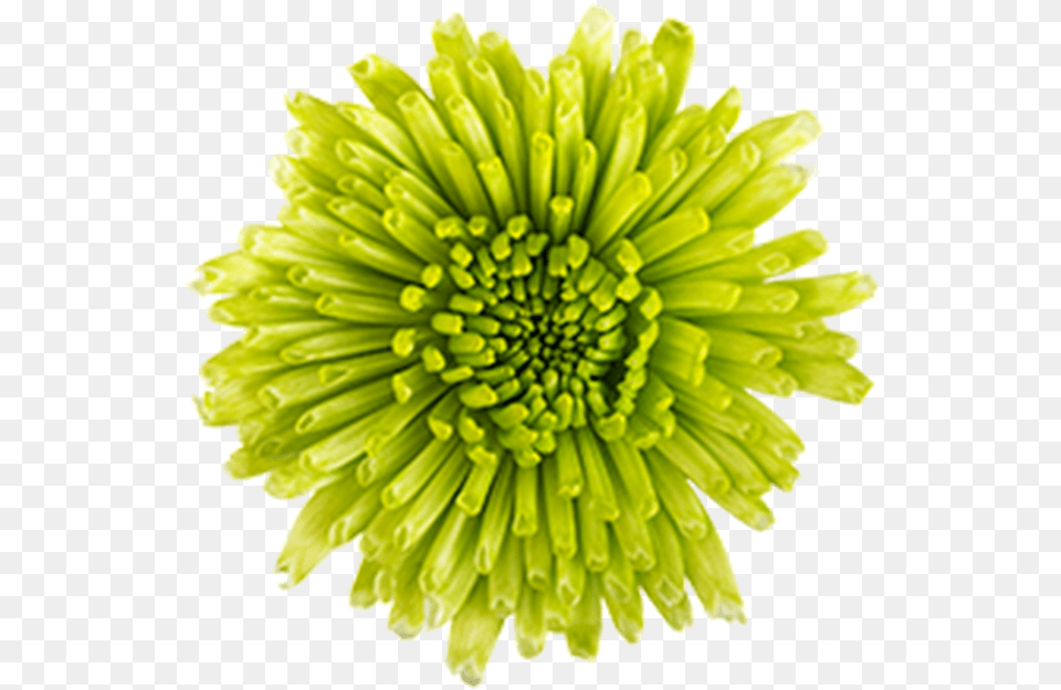 Click To Enlarge Green Novelty Athos Dandelion, Flower, Petal, Plant, Daisy Png Image