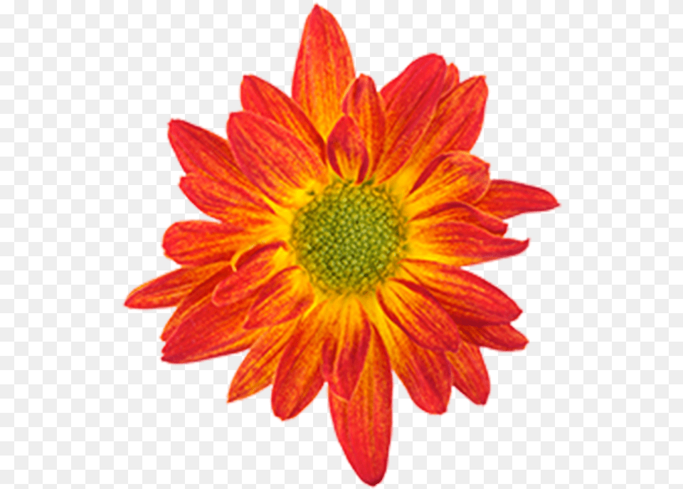 Click To Enlarge Image Bicolor Red Yellow Union Drawing Of A Flower Colour, Dahlia, Daisy, Petal, Plant Png