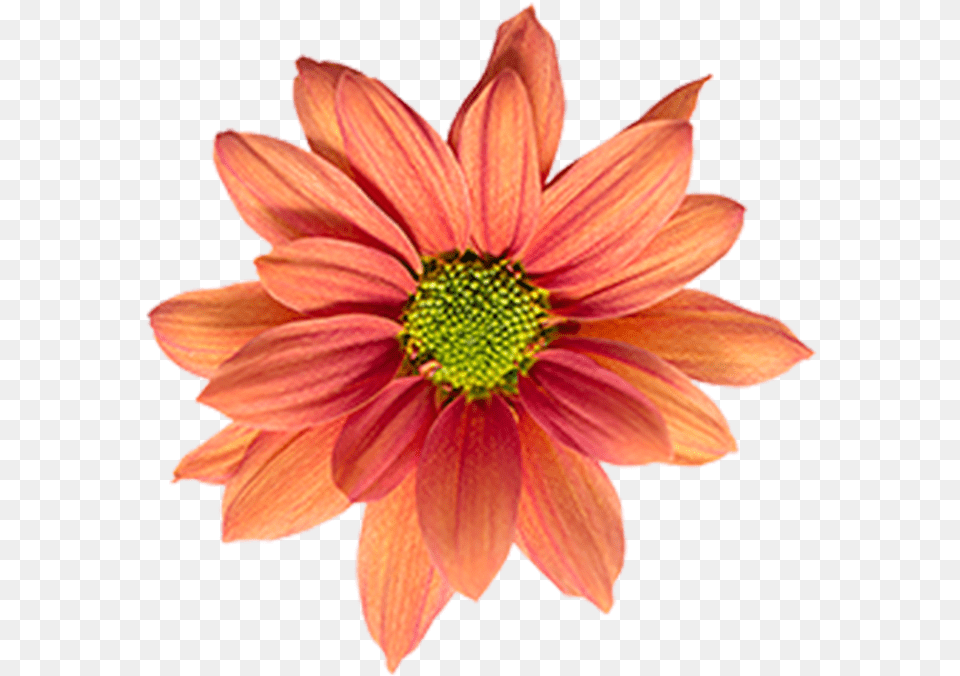 Click To Enlarge Image Bronze Daisy Orange Reagan Artificial Flower, Dahlia, Petal, Plant Free Transparent Png