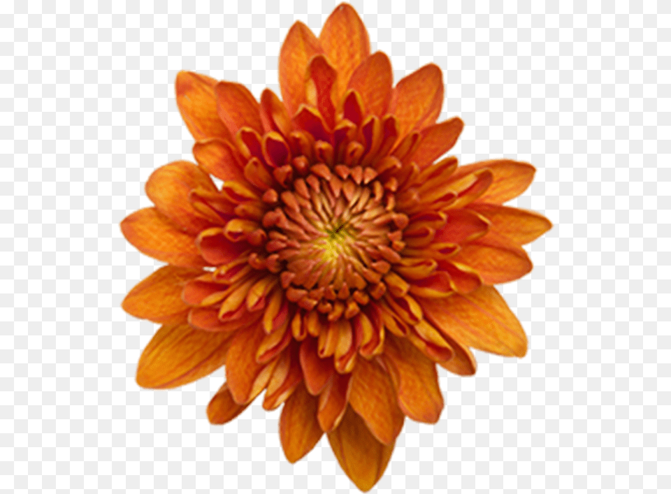 Click To Enlarge Image Bronze Daisy Virginia, Dahlia, Flower, Petal, Plant Free Png