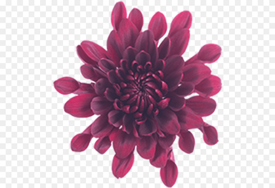 Click To Enlarge Image Burgundy Cushion Malbec Dahlia, Flower, Plant, Maroon, Petal Free Png