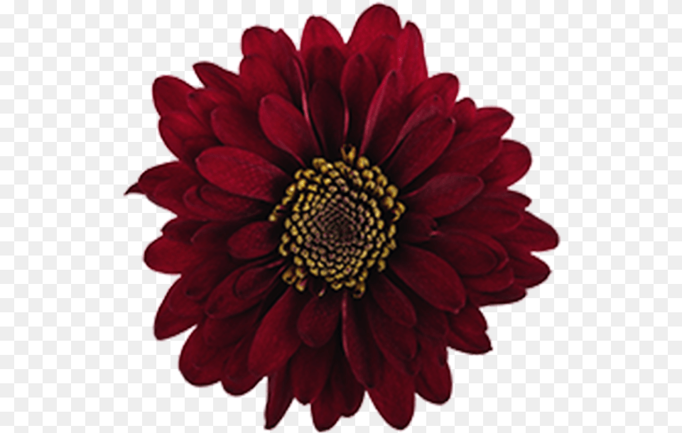 Click To Enlarge Image Burgundy Novelty Motown Burgundy Flower Clip Art, Dahlia, Daisy, Maroon, Plant Png