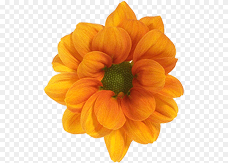 Click To Enlarge Image Daisy Orange Managua Black Eyed Susan, Dahlia, Flower, Plant, Petal Png