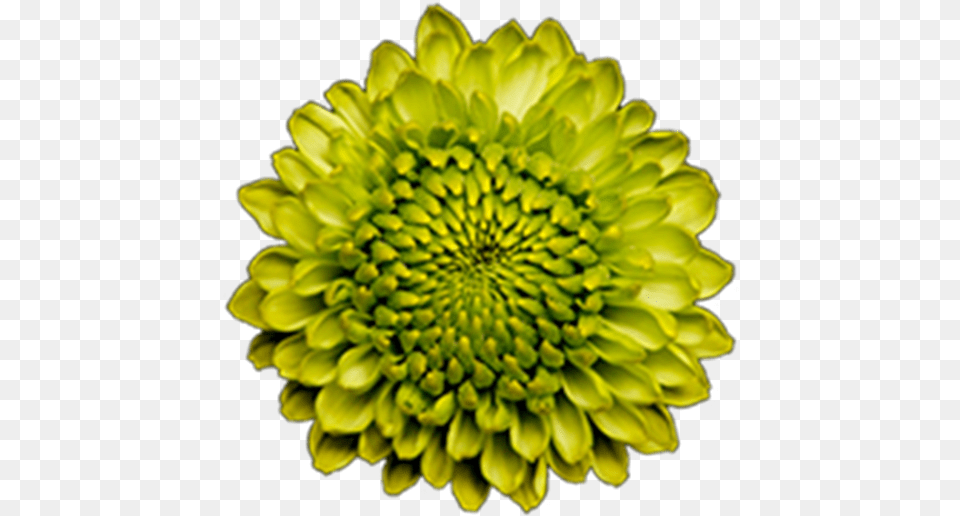 Click To Enlarge Image Green Button Forest Gump2 Green Sunflower, Dahlia, Flower, Petal, Plant Png