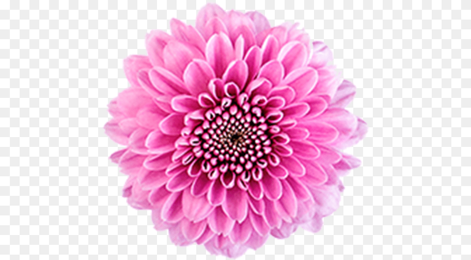 Click To Enlarge Image Pink Button Becky2 Dahlia, Flower, Plant, Rose, Daisy Png