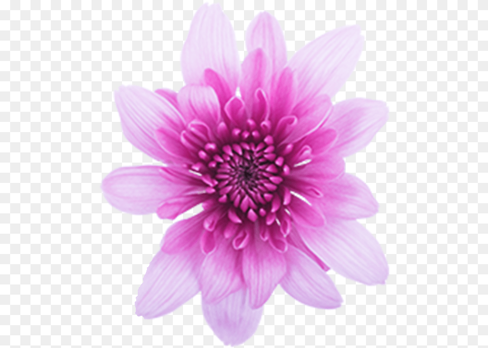 Click To Enlarge Image Pink Cushion Golosina Pink Cushion African Daisy, Dahlia, Flower, Plant, Petal Free Png