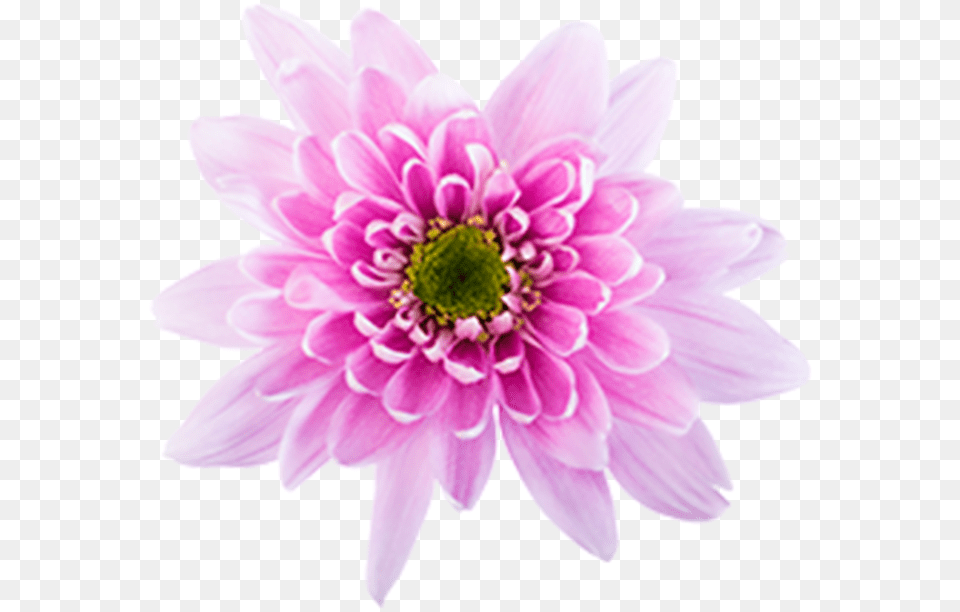 Click To Enlarge Pink Novelt Monalisa Chrysanths, Dahlia, Daisy, Flower, Plant Png Image