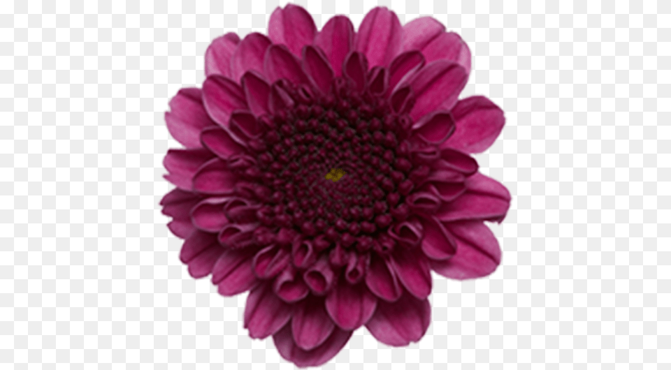 Click To Enlarge Image Purple Button, Dahlia, Daisy, Flower, Plant Free Png