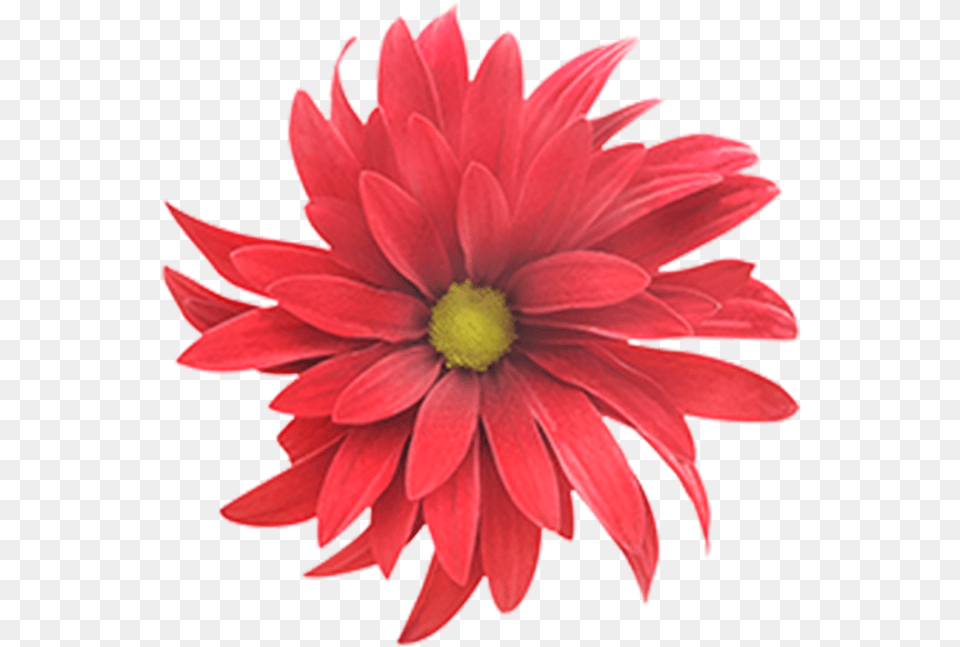 Click To Enlarge Image Red Daisy Brahma Red Daisy Brahma Hawaii, Dahlia, Flower, Petal, Plant Png