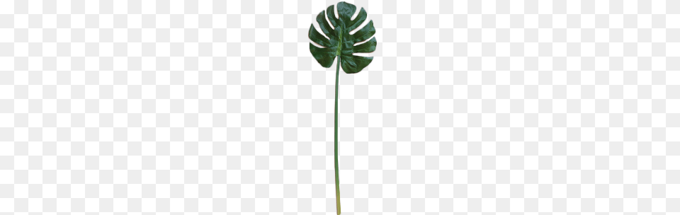 Click To Enlargeclick To Enlarge Palm Tree, Leaf, Plant, Flower Png Image