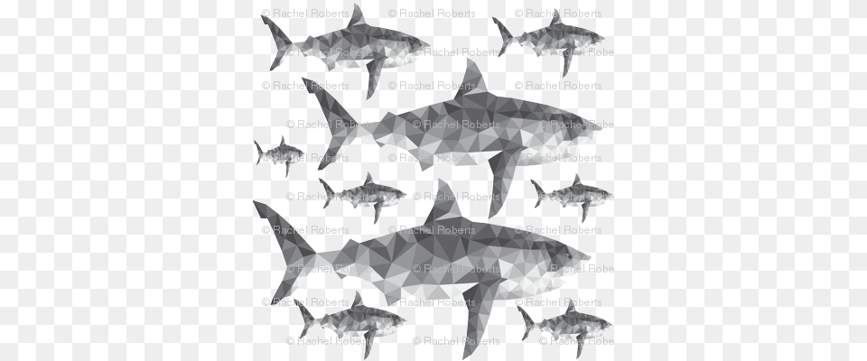Click To Go Back Quadro Decorativo Tubaro, Animal, Sea Life, Fish, Shark Free Transparent Png
