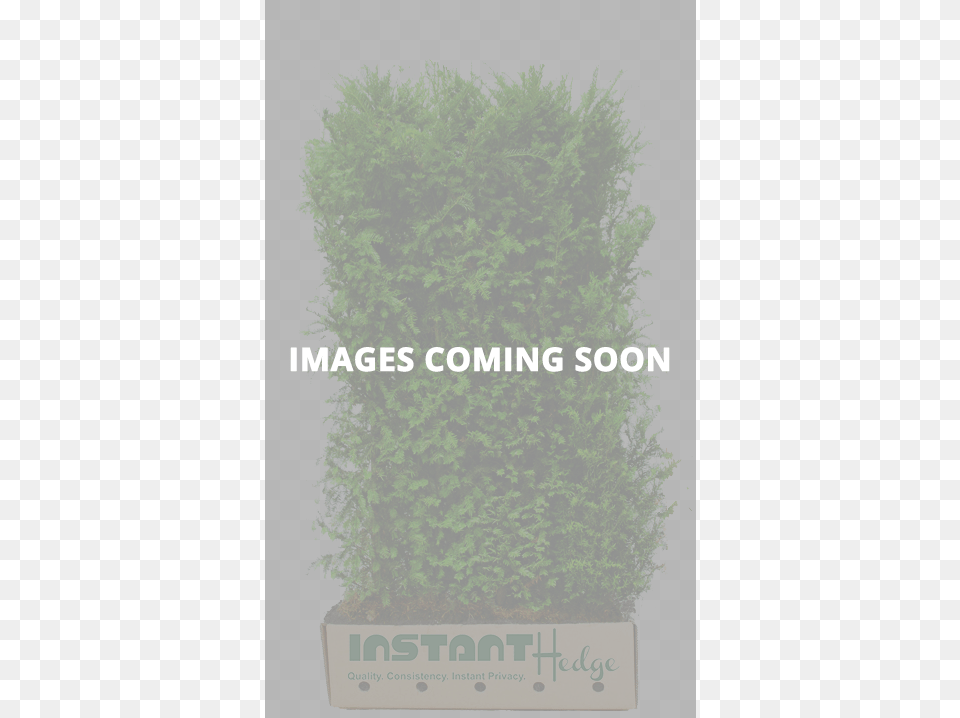 Click To See More Quickhedge Taxus Baccata Venijnboom 100x180 Cm, Conifer, Plant, Tree, Fence Free Png Download