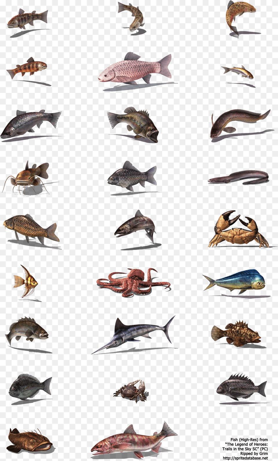 Click To View Full Size Database, Animal, Fish, Sea Life, Mammal Png Image