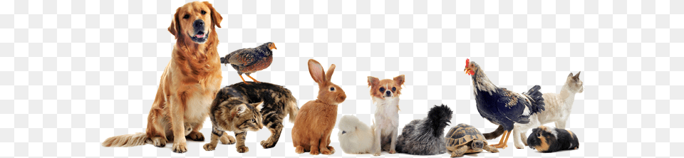 Click View To See The Effect In Action Cats Dogs And Chickens, Animal, Pet, Mammal, Dog Png Image
