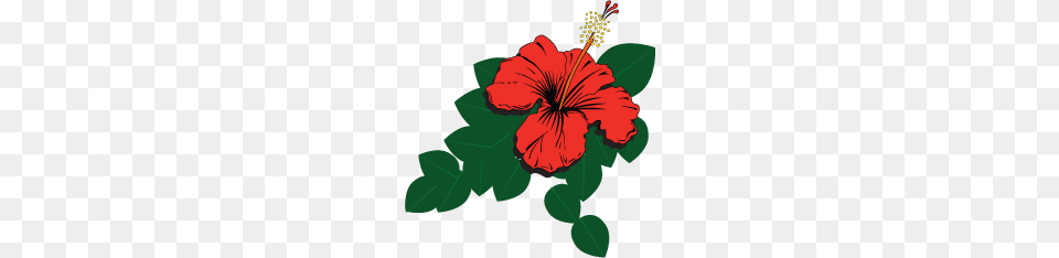 Cliffhouse Kombucha, Flower, Hibiscus, Plant, Person Free Transparent Png