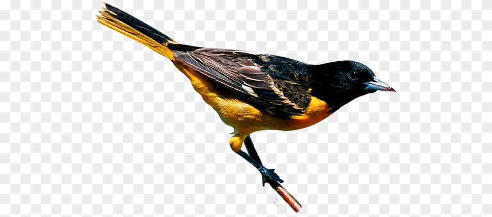 Climate Change Threatens To Disrupt The Ranges Of Birds Black And Yellow Bird New York, Animal, Finch, Beak, Blackbird Png