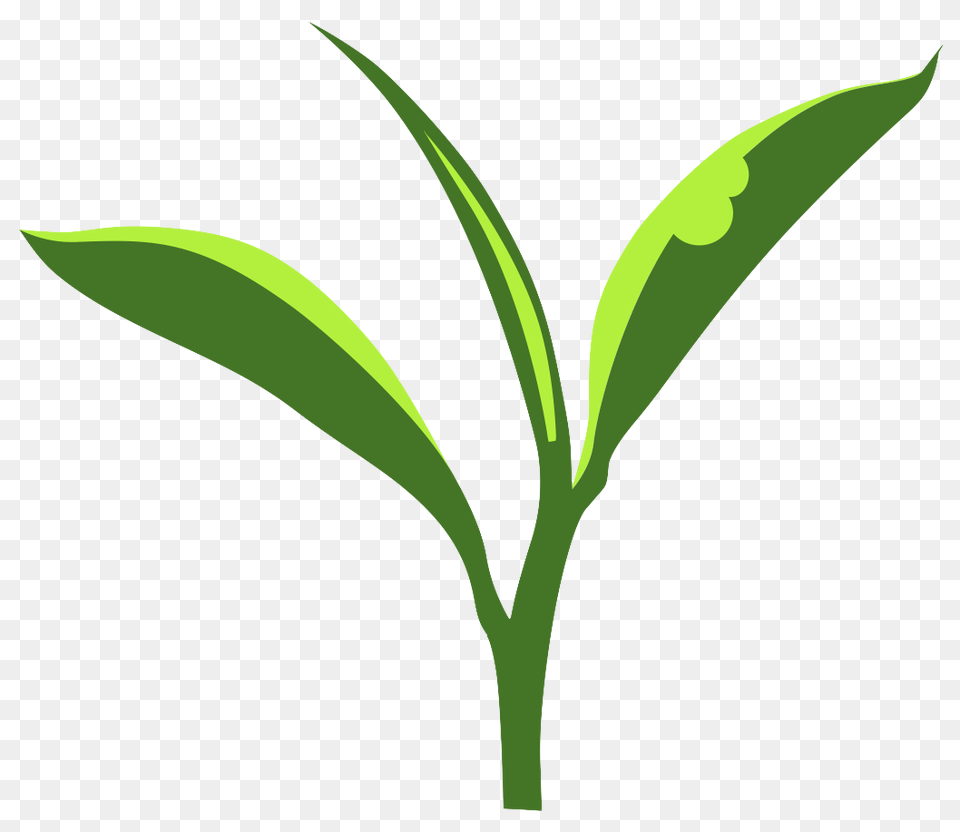 Climate Effects On Bug Bitten Tea Eric R Scott, Leaf, Plant, Beverage Free Transparent Png