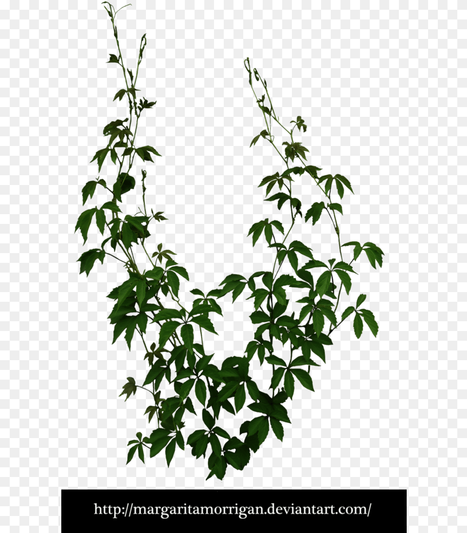 Climber Planting Cut Out, Leaf, Plant, Vine, Green Free Png Download