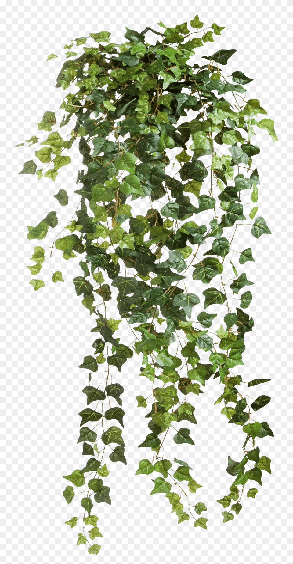 Climbers 1 Image Vines, Plant, Vine, Ivy, Leaf Png