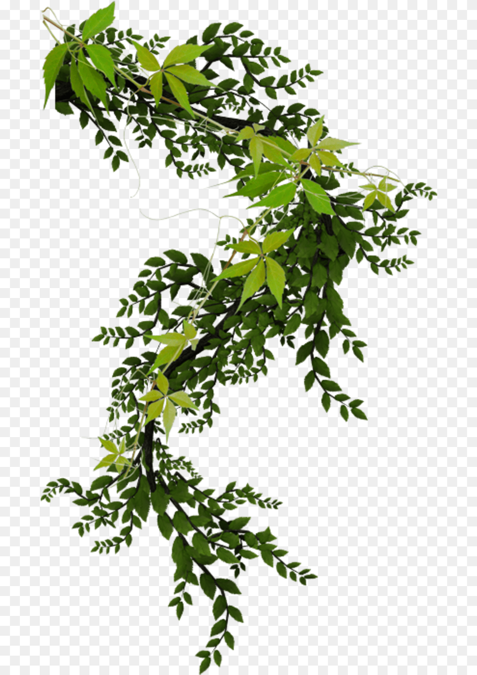Climbing Plant, Green, Tree, Leaf, Vine Free Transparent Png