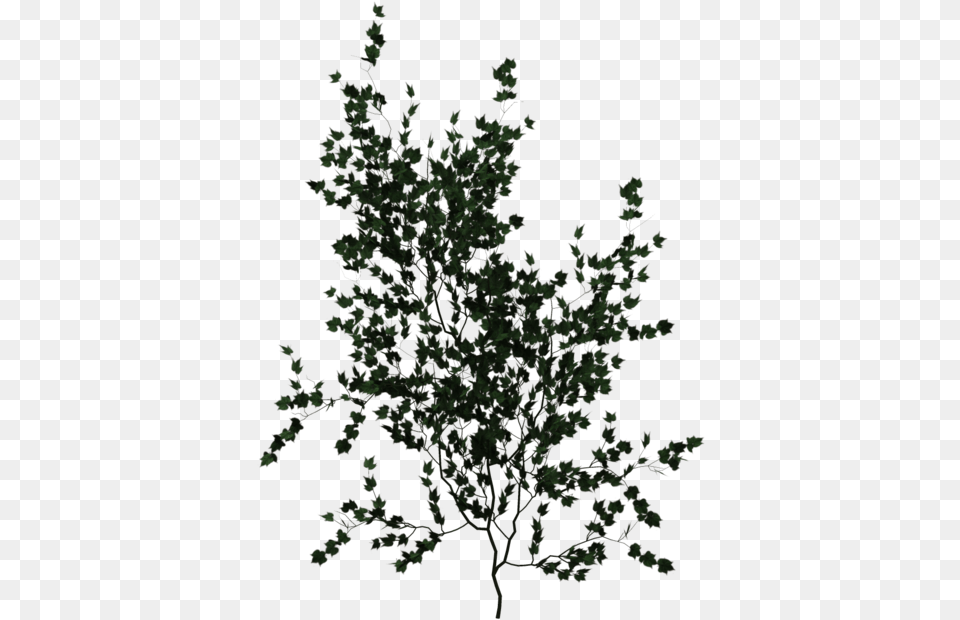 Climbing Plant, Leaf, Tree, Potted Plant, Vegetation Free Png