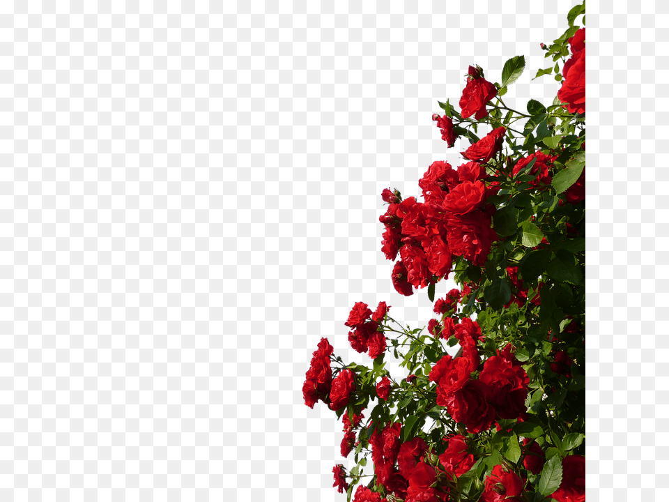 Climbing Roses Flower, Geranium, Petal, Plant Png