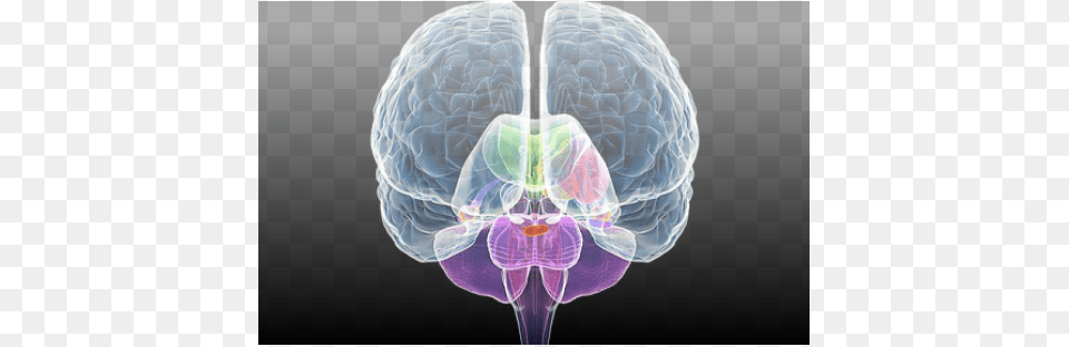 Clinical Neuroscience Psychopathology And The Brain, Ct Scan, Chandelier, Lamp Free Transparent Png