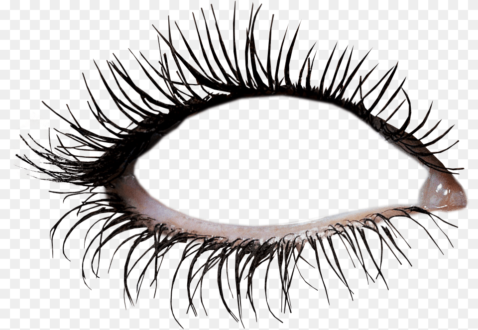 Clios Olhos Eyelashes Eyes Lucianoballack Eye Makeup, Animal, Dinosaur, Reptile, Accessories Free Transparent Png