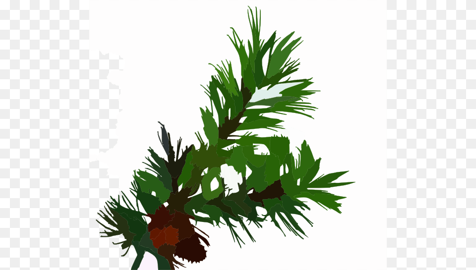 Clip Art, Conifer, Green, Plant, Tree Free Transparent Png
