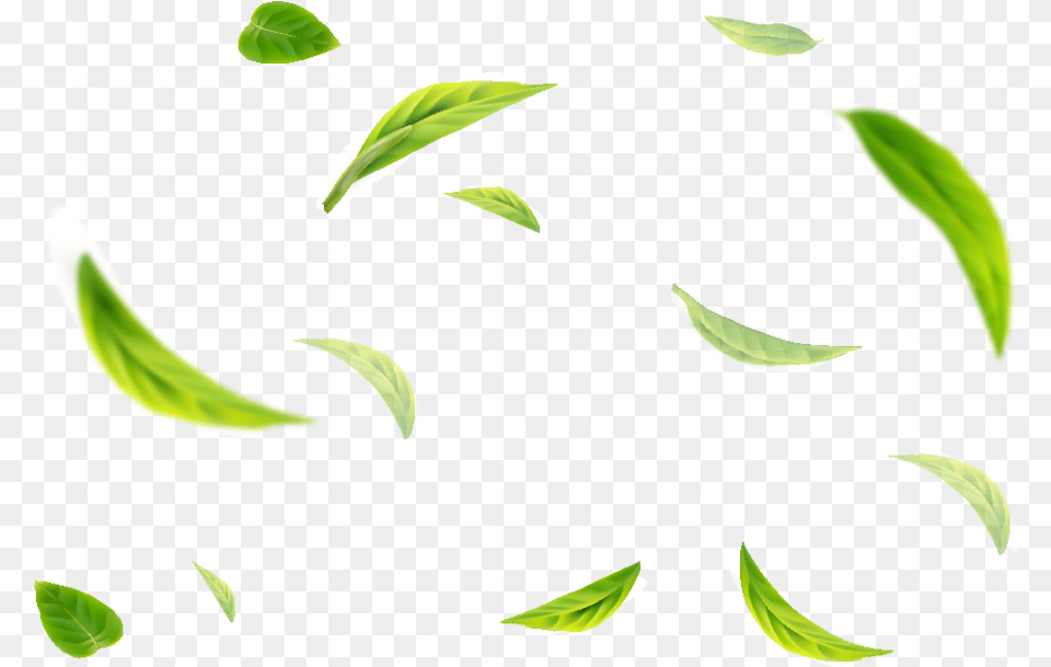 Clip Art, Leaf, Plant, Beverage, Tea Png