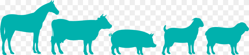 Clip Art, Animal, Pig, Mammal, Cattle Free Png