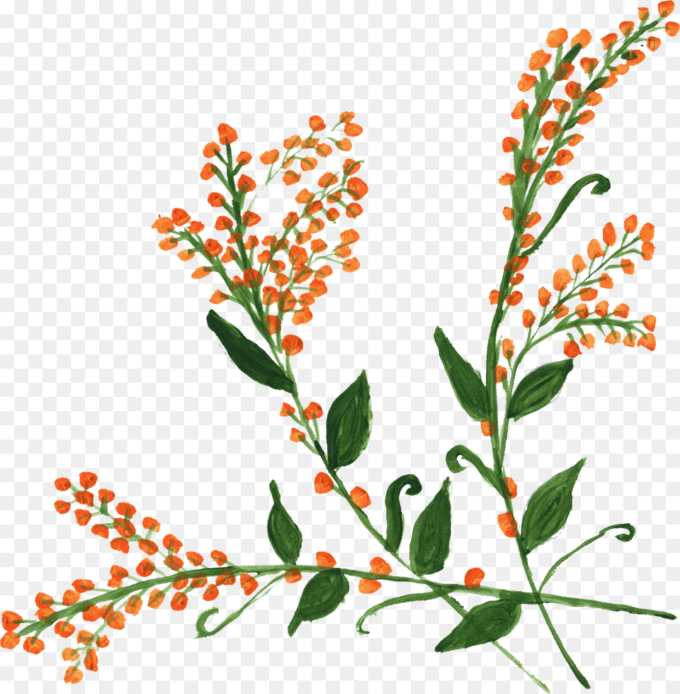Clip Art, Herbal, Leaf, Herbs, Plant Png Image