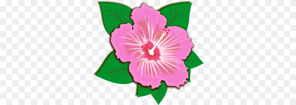 Clip Art Flower, Hibiscus, Plant, Anther Free Transparent Png
