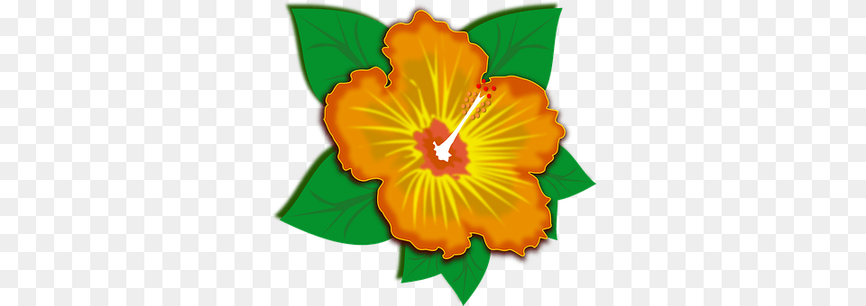 Clip Art Flower, Plant, Hibiscus, Anther Free Transparent Png