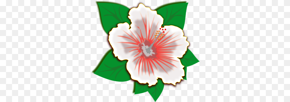 Clip Art Anther, Flower, Hibiscus, Plant Png Image