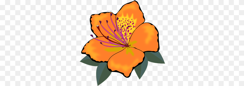 Clip Art Anther, Flower, Plant, Hibiscus Free Transparent Png