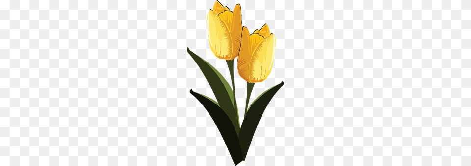 Clip Art Flower, Plant, Tulip Free Transparent Png