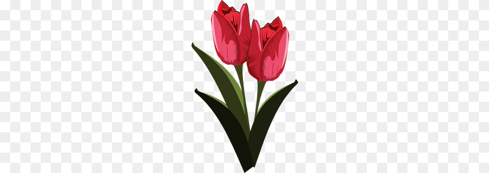 Clip Art Flower, Plant, Tulip Free Png Download