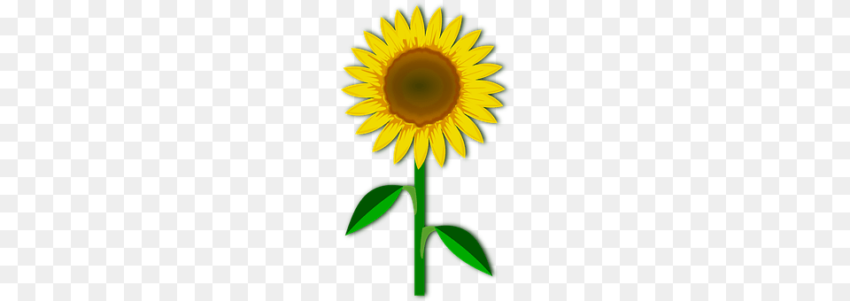 Clip Art Flower, Plant, Sunflower Free Transparent Png