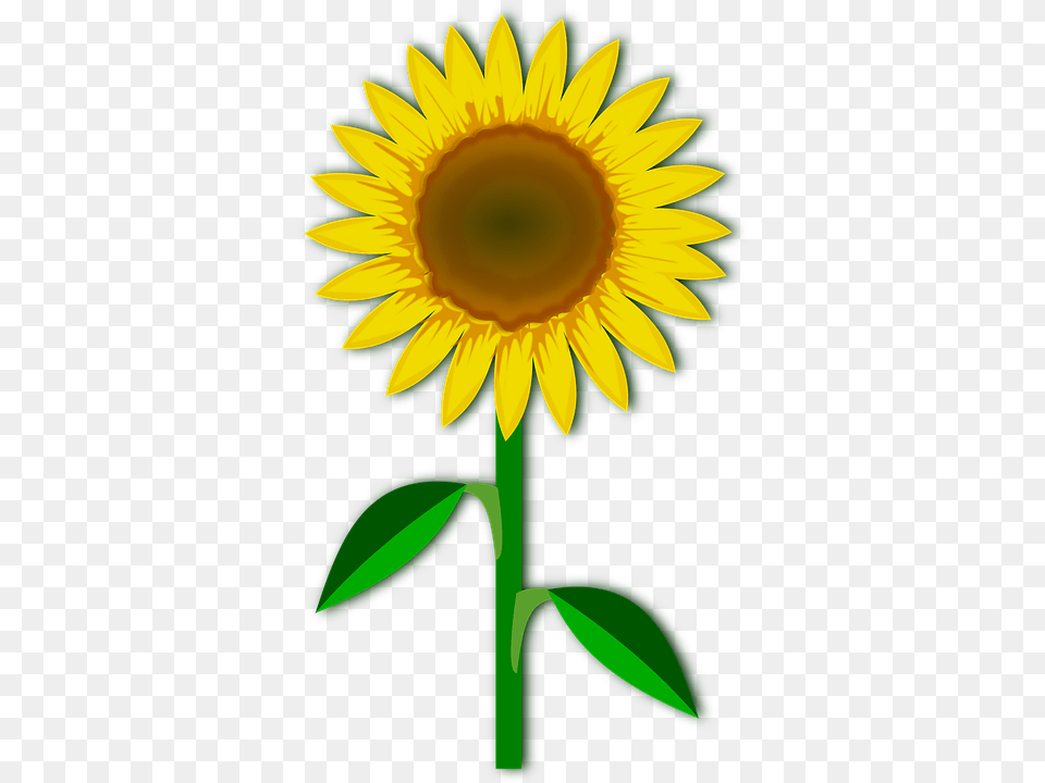Clip Art Flower, Plant, Sunflower Png Image