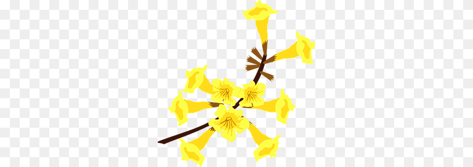 Clip Art Flower, Petal, Plant, Daffodil Free Png Download