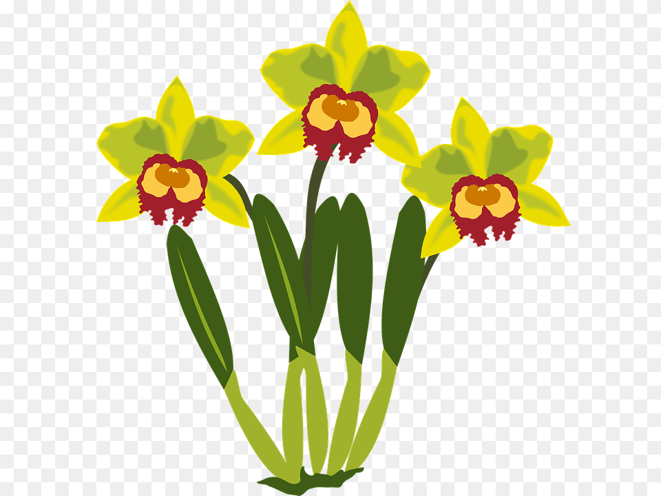 Clip Art Daffodil, Flower, Plant Free Png