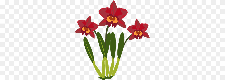Clip Art Flower, Plant, Daffodil Png