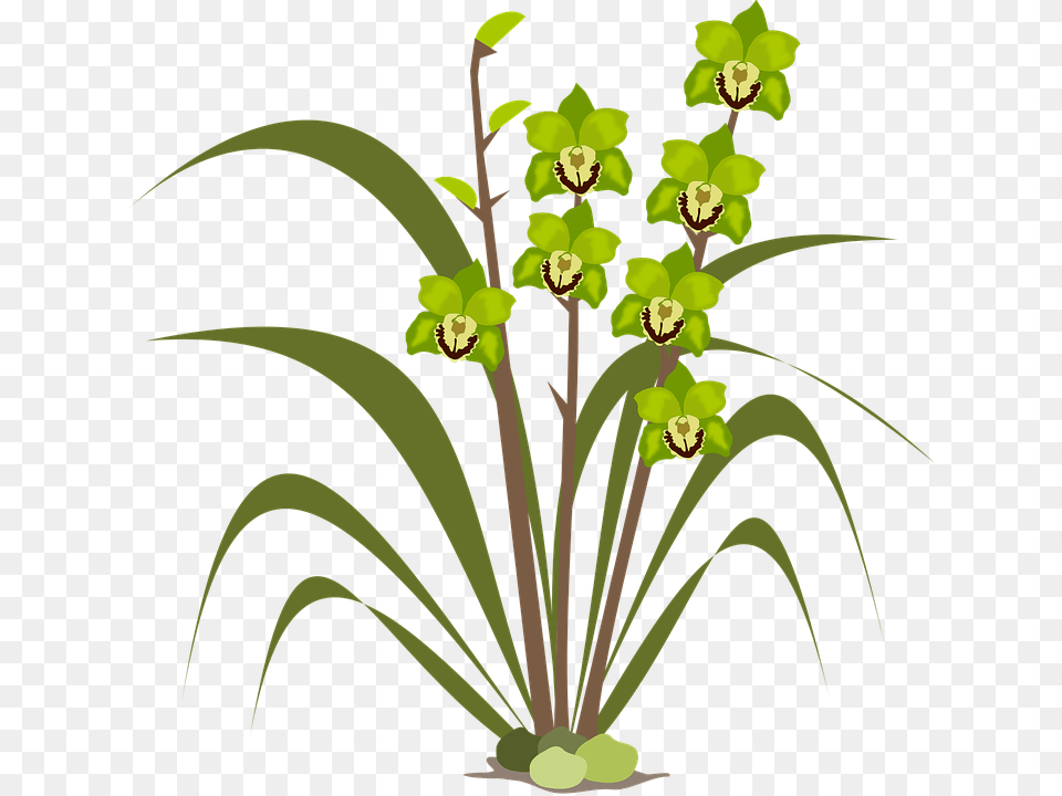 Clip Art Flower, Flower Arrangement, Plant, Grass Free Png