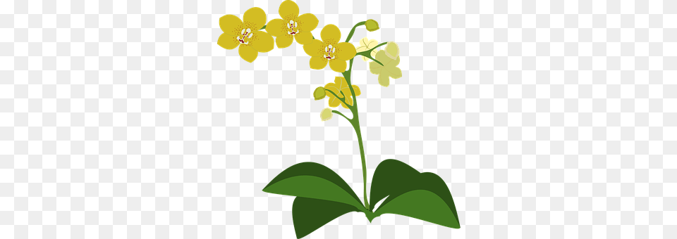 Clip Art Flower, Plant, Anther, Orchid Png Image