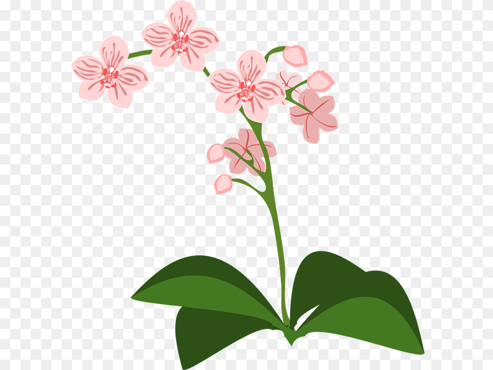 Clip Art Flower, Geranium, Plant Png