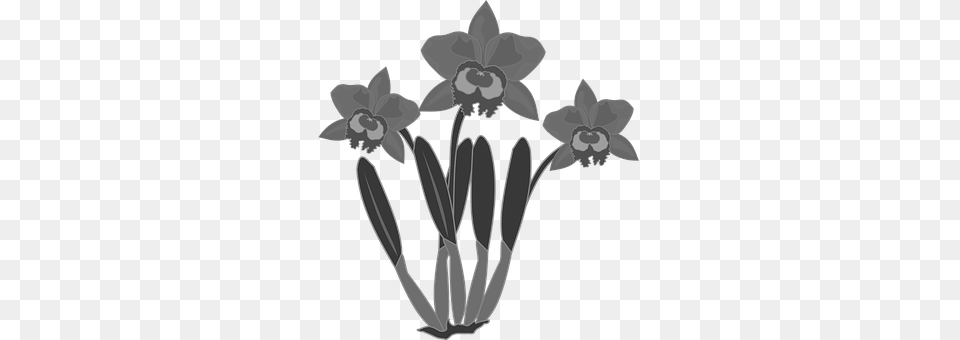 Clip Art Daffodil, Flower, Plant, Chandelier Free Transparent Png