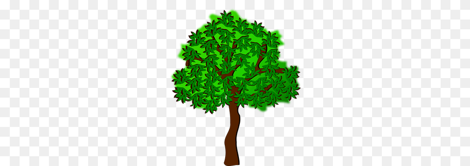 Clip Art Oak, Plant, Tree, Sycamore Png Image