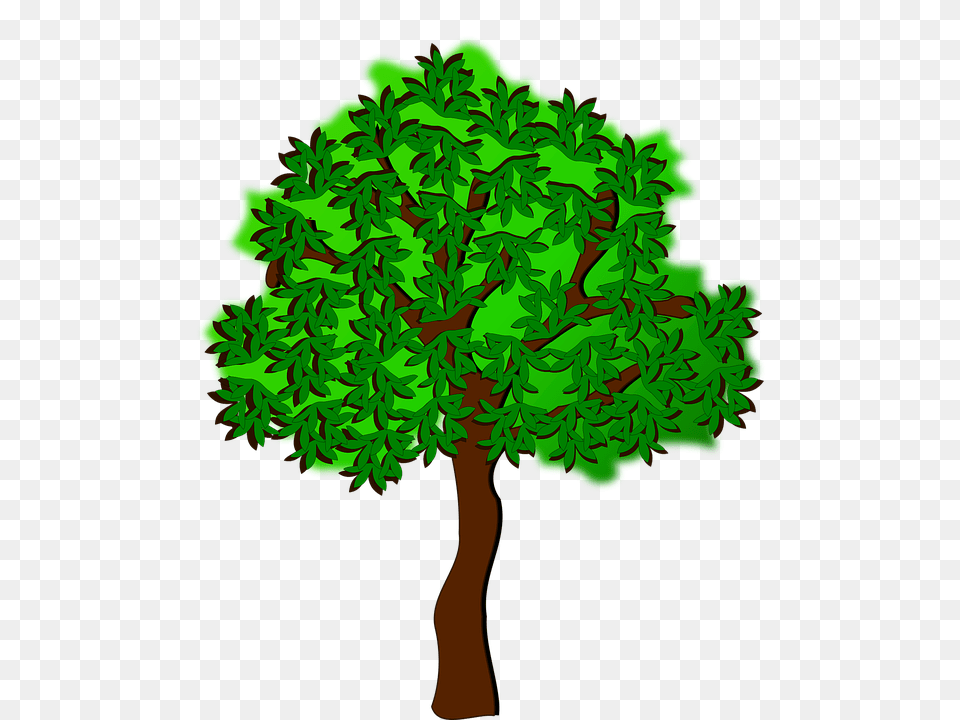 Clip Art Oak, Plant, Sycamore, Tree Free Png Download